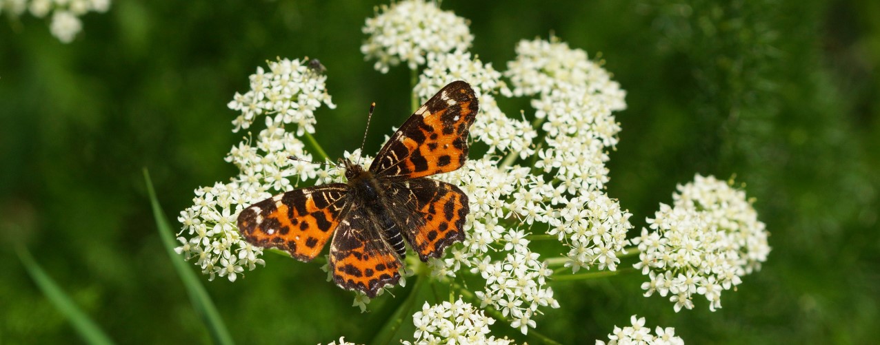 Araschnia levana (© Ulrike Schäfer)